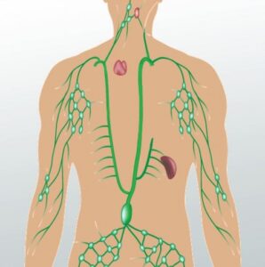 limfni sistem drenaza
